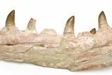 Mosasaur Jaw with Eleven Teeth - Morocco #225340-3